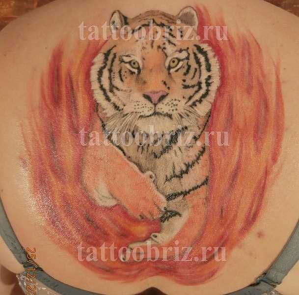 A tatuagem nas costas de uma menina - tigre