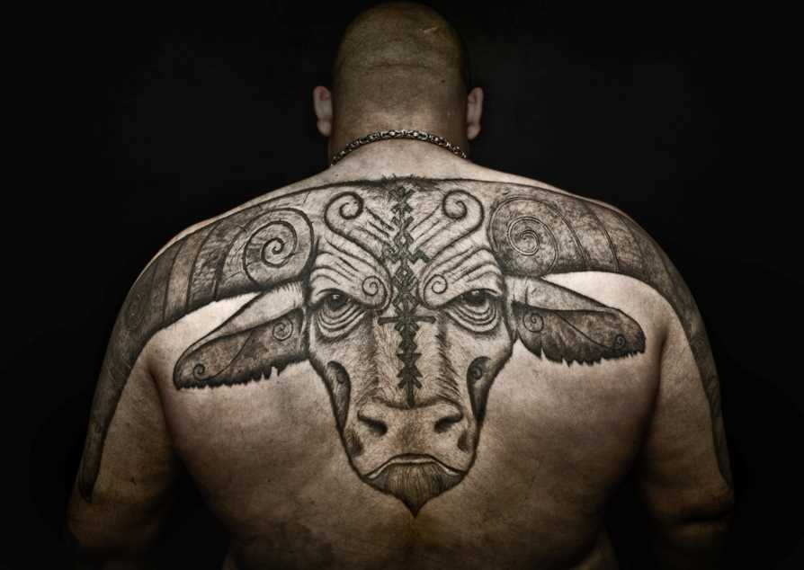 a tatuagem nas costas do cara - de- boi