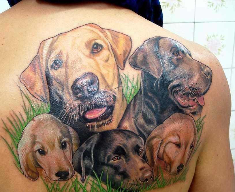 A tatuagem nas costas do cara - de- cão