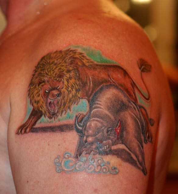 A tatuagem no ombro de um cara - o touro e o leão