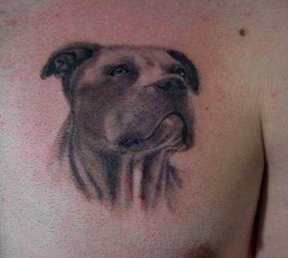 A tatuagem no peito de um cara em forma de uma cabeça de cão