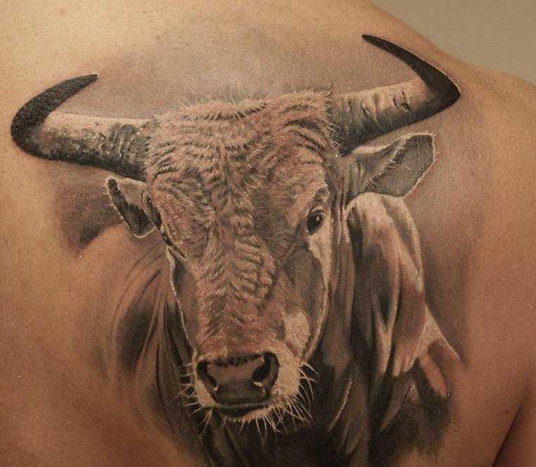 Bela tatuagem do cara blade - touro