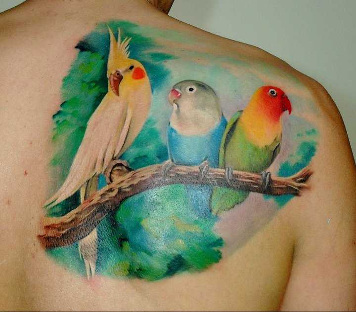 Tatuagem blade cara - papagaios