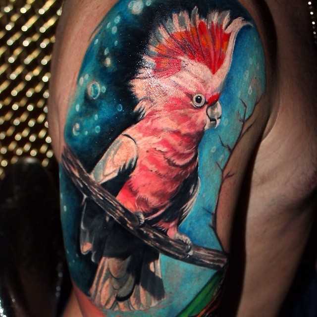 Tatuagem com um papagaio sobre o ombro do cara