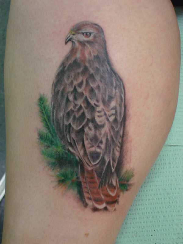 Tatuagem na perna da menina, na forma de um falcão