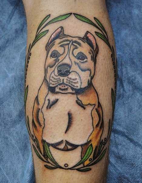 Tatuagem na perna de um cara - pit bull