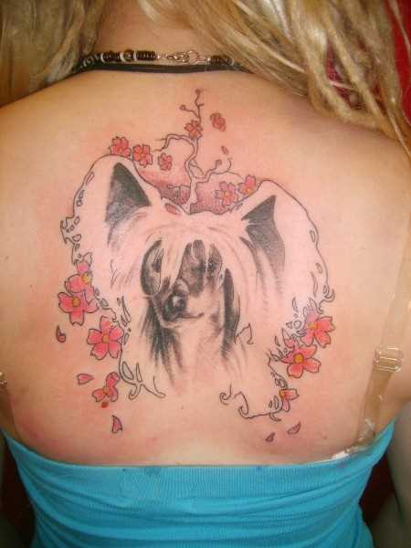Tatuagem nas costas de uma menina - o cão e a sakura