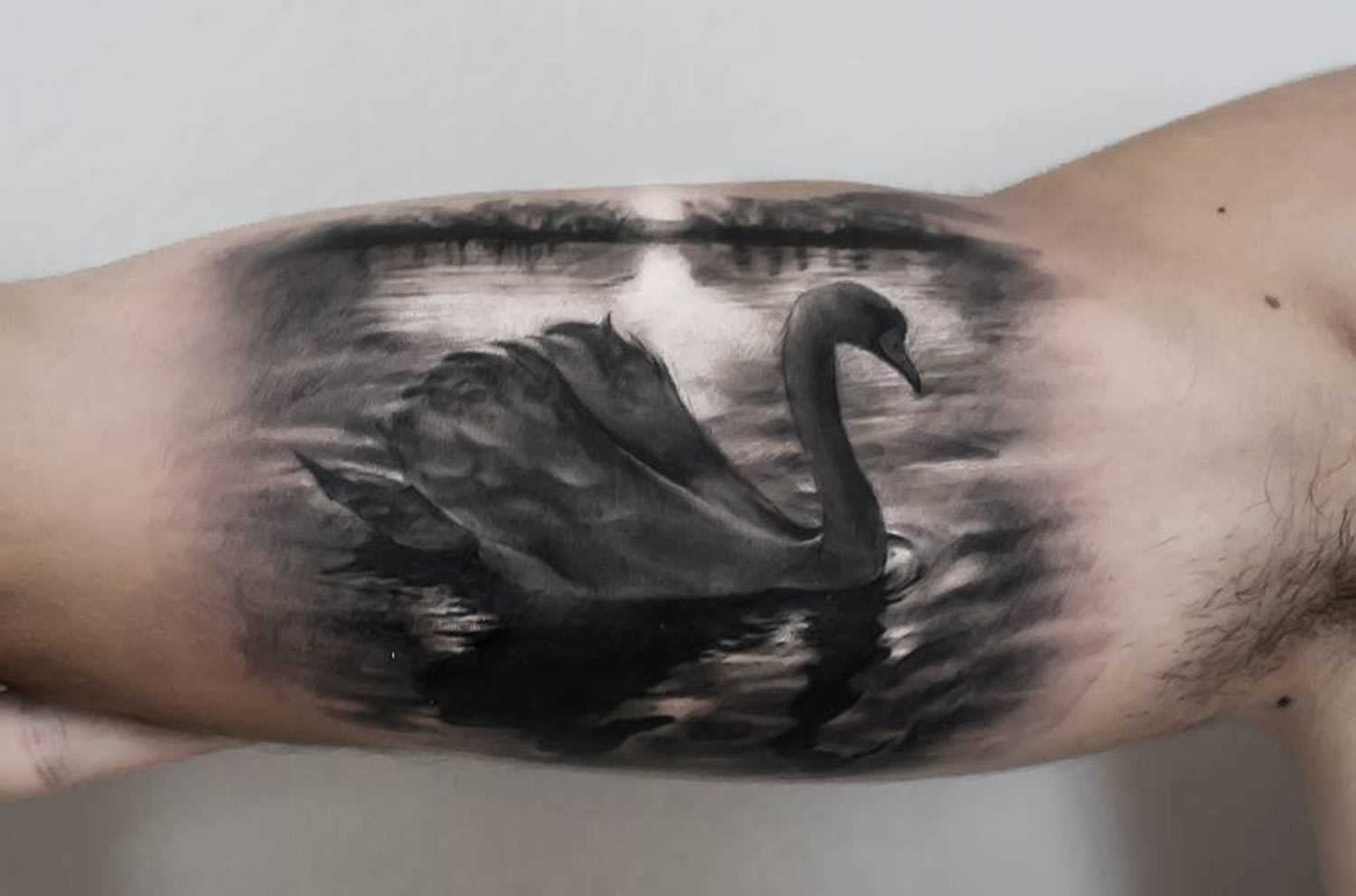 Tatuagem no braço de um cara - de- cisne