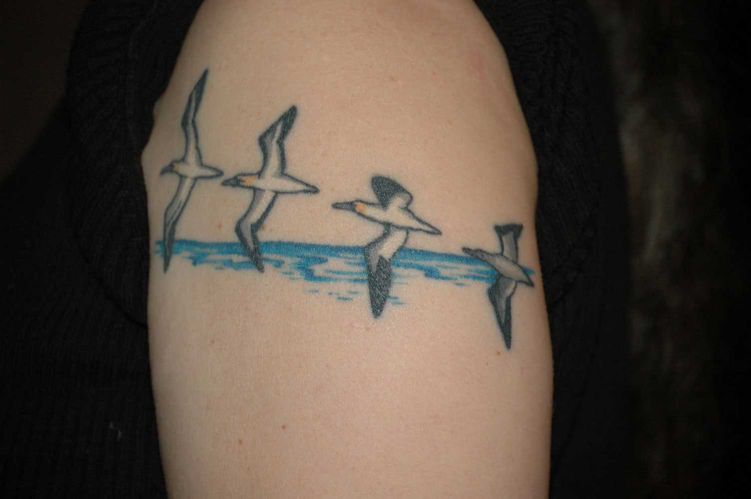 Tatuagem no braço de um cara - de- gaivota