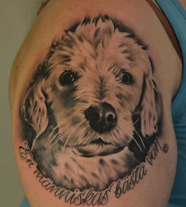 Tatuagem no ombro de um cara - a cabeça de um cão e inscrição