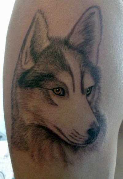 Tatuagem no ombro de um cara - a cabeça de um cão