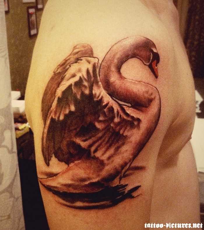 Tatuagem no ombro de um cara - de- cisne