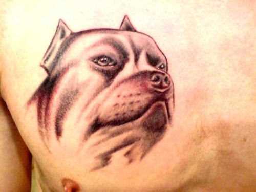 Tatuagem no peito do cara - a cabeça de um cão