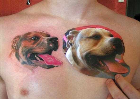 Tatuagem no peito do cara - de- cão e desenho de tatuagem