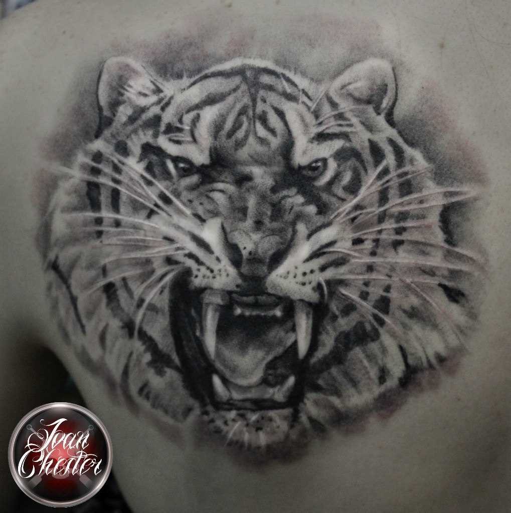 Tigre - tattoo blade cara