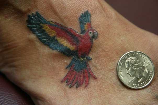 Uma pequena tatuagem no pé da menina - papagaio